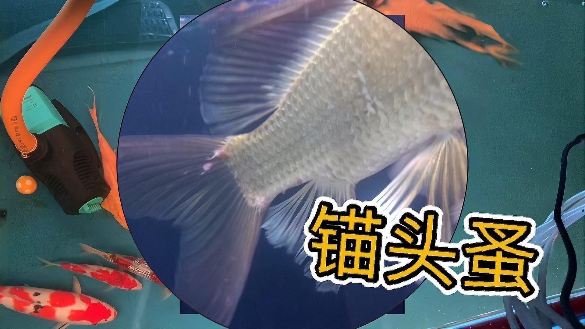銀龍魚身上有紅點怎么辦