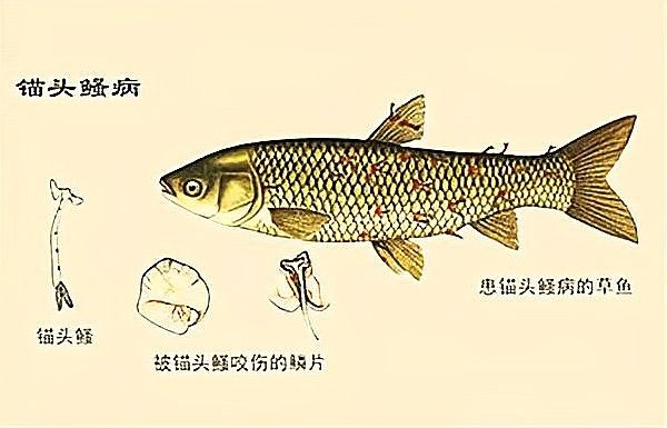 銀龍魚身上有紅點怎么辦