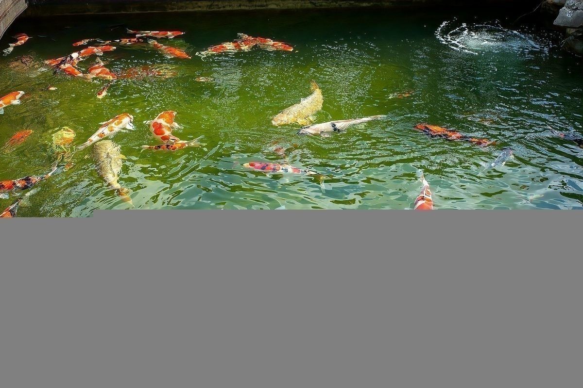 銀龍魚身上有紅點怎么辦