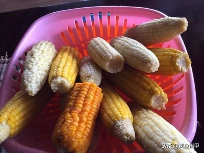 龍魚便秘下鹽可以嗎【龍魚便秘下鹽可以嗎龍魚便秘下鹽可以嗎】