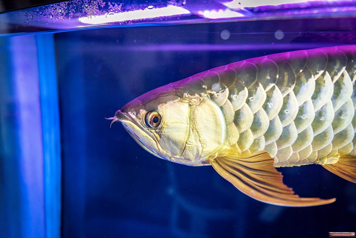 金龍魚掉鱗片了怎么辦啊