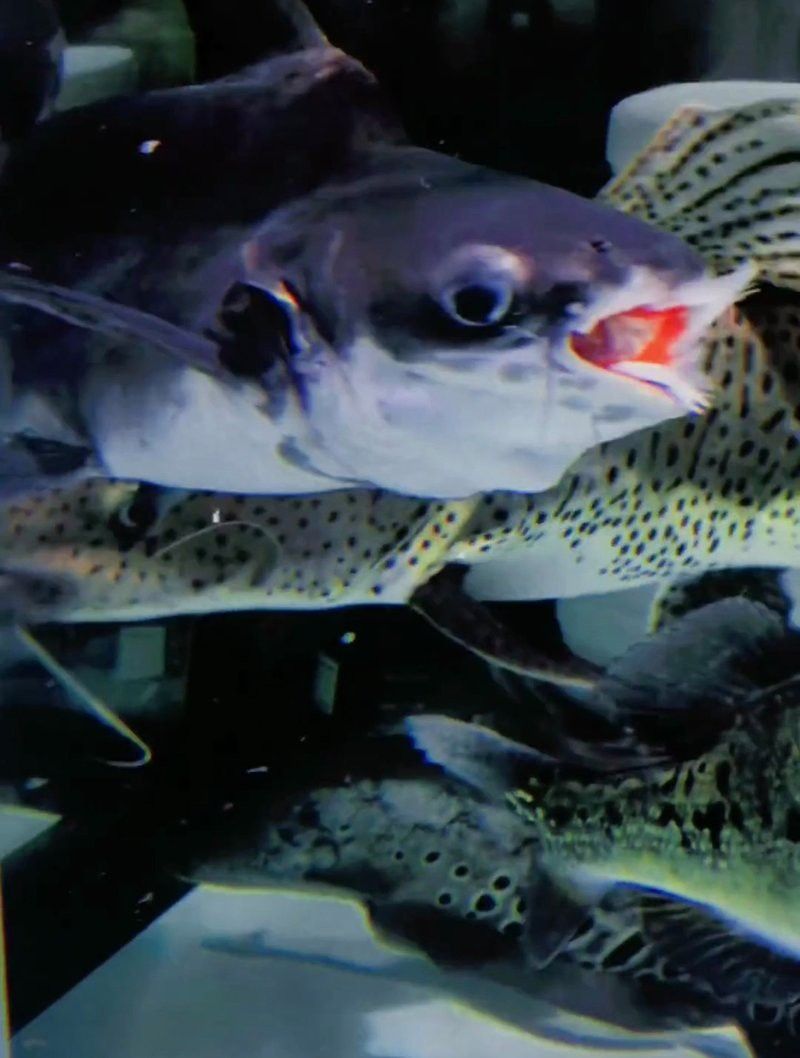 球鯊和龍魚能混養(yǎng)嗎圖片視頻講解