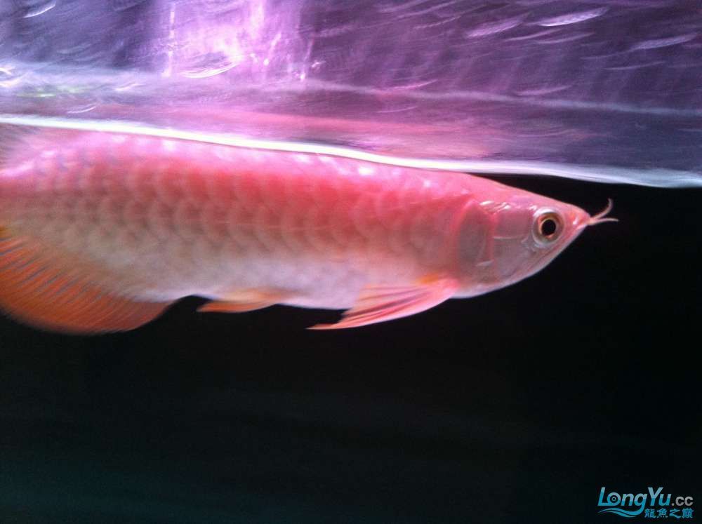 龍魚之巔交流平臺：龍魚之巔交流平臺，龍魚養(yǎng)護知識