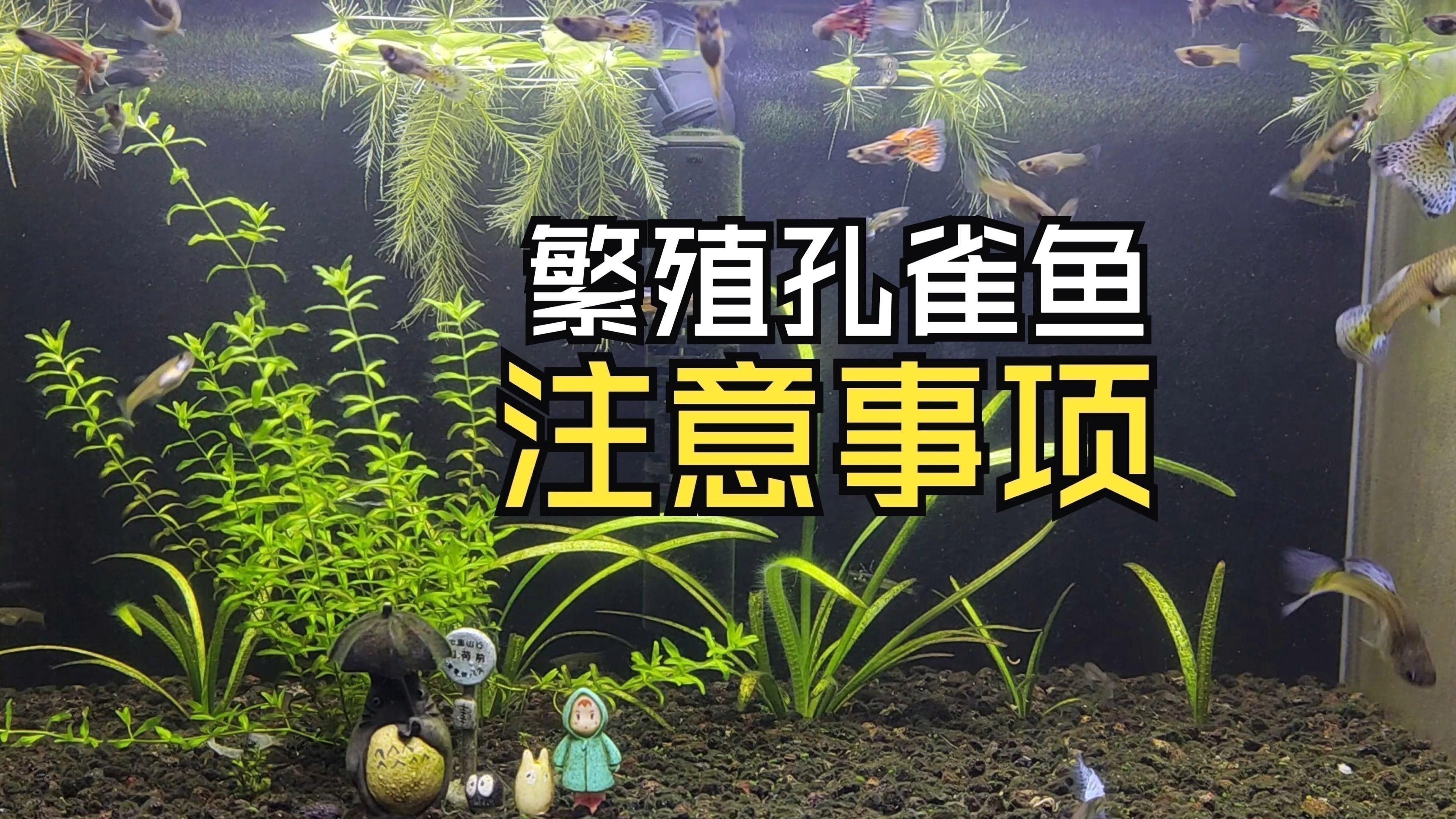 紅龍孔雀魚多久繁殖一次？