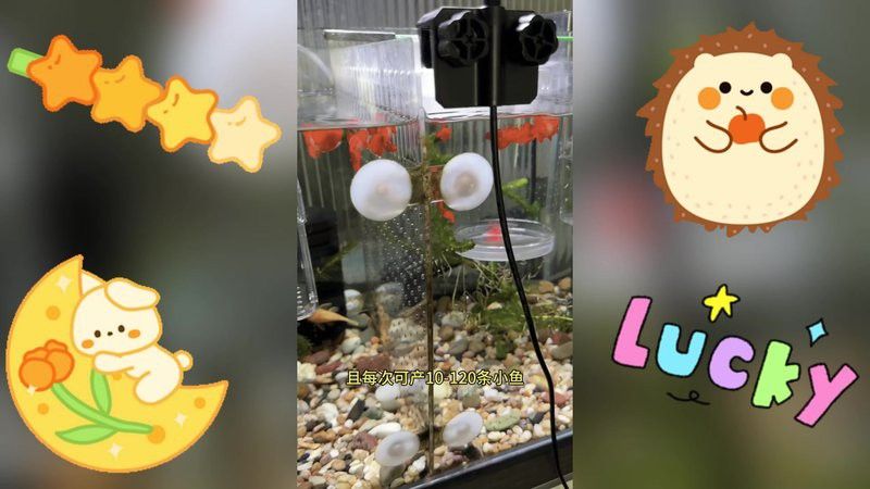 紅龍孔雀魚多久繁殖一次？