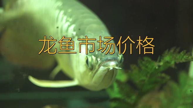 吃的龍魚圖片價格