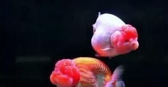 觀賞魚健康飲食搭配：觀賞魚的健康飲食搭配