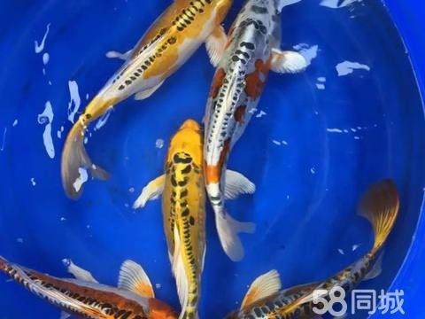 專業(yè)定做魚缸觀賞魚龍魚世家水族館電話