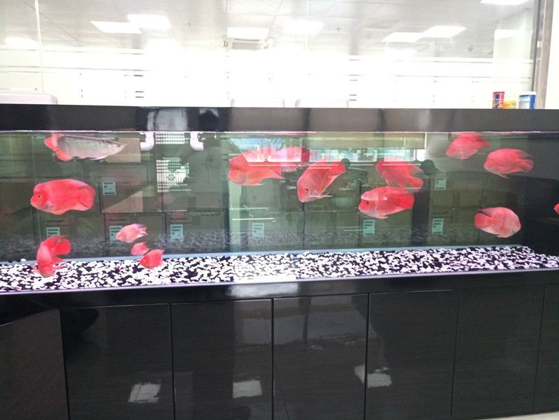 專業(yè)定做魚缸觀賞魚龍魚世家水族館電話