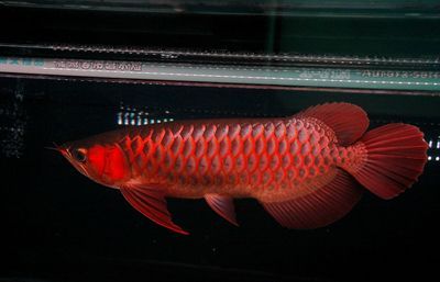 要鑒別印尼超血紅龍魚，可以參考以下幾個方面：：如何鑒別印尼超血紅龍魚？