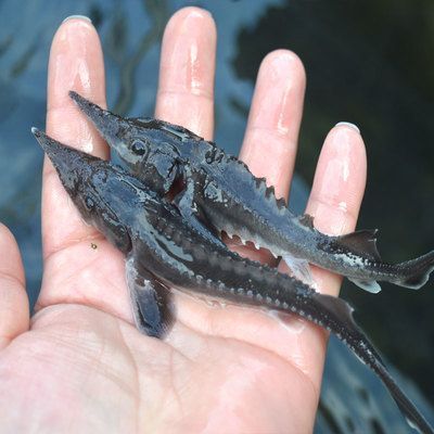 龍魚可食用嗎：龍魚在什么情況下可以食用？
