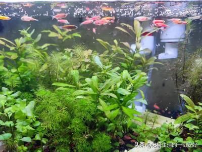 養龍魚配什么水草合適（養龍魚的魚缸中可以種植水榕、莫斯水草、蜈蚣草等水草）