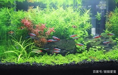 養龍魚配什么水草合適（養龍魚的魚缸中可以種植水榕、莫斯水草、蜈蚣草等水草）