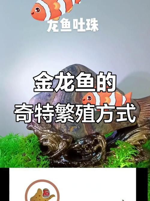 金龍魚小時候長什么樣子圖片視頻