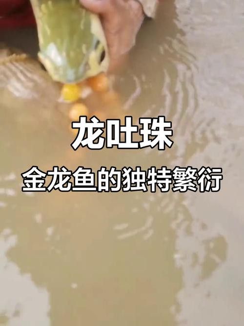 金龍魚小時候長什么樣子圖片視頻