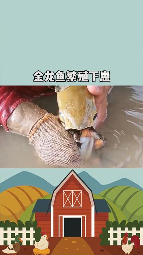 金龍魚小時候長什么樣子圖片視頻