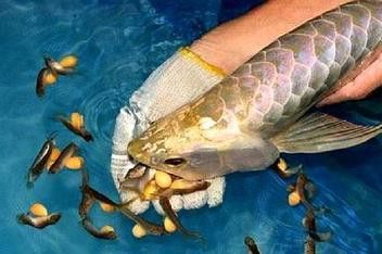 金龍魚小時候長什么樣子圖片視頻