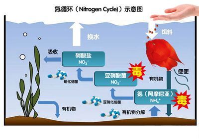龍魚糞便的正常形態(tài)是怎樣的？：\"正常龍魚糞便圖\"