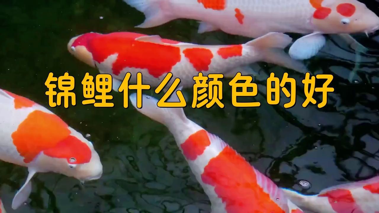 錦鯉兩色的好還是三色的好