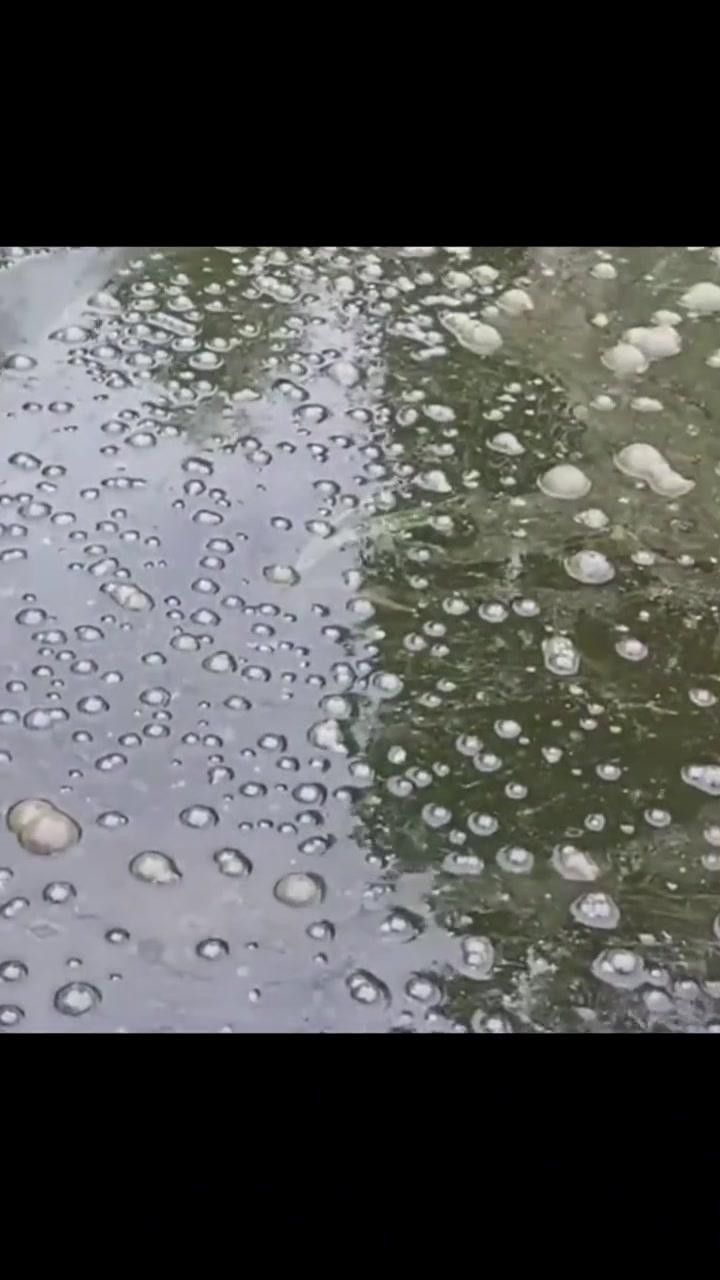 如何判斷紅龍魚水質是否穩定？