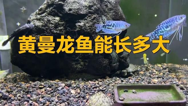 藍(lán)黃曼龍魚能長(zhǎng)多大
