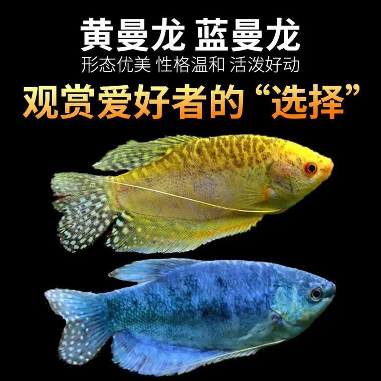 藍(lán)黃曼龍魚能長(zhǎng)多大