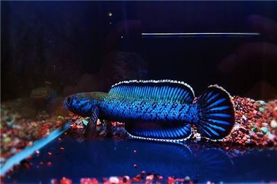 哪種雷龍魚最便宜：最便宜的雷龍魚可以達到3塊錢一袋，新手玩家值得注意