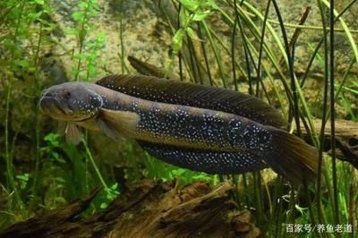 哪種雷龍魚最便宜：最便宜的雷龍魚可以達到3塊錢一袋，新手玩家值得注意