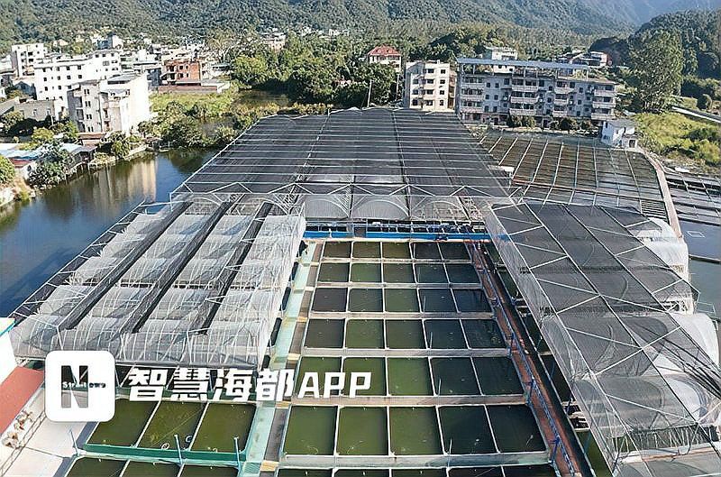金龍魚的生長(zhǎng)速度