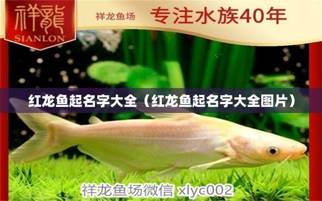紅龍魚取什么名字好聽：好聽的紅龍魚名字