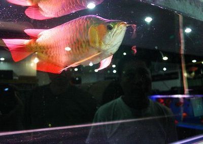 龍魚之家店的員工情況如何？：關(guān)于龍魚之家店員工的一些情況