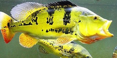 龍魚和巴西亞，龍魚和巴西亞可以混養嗎