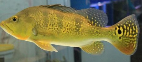 龍魚和巴西亞，龍魚和巴西亞可以混養嗎