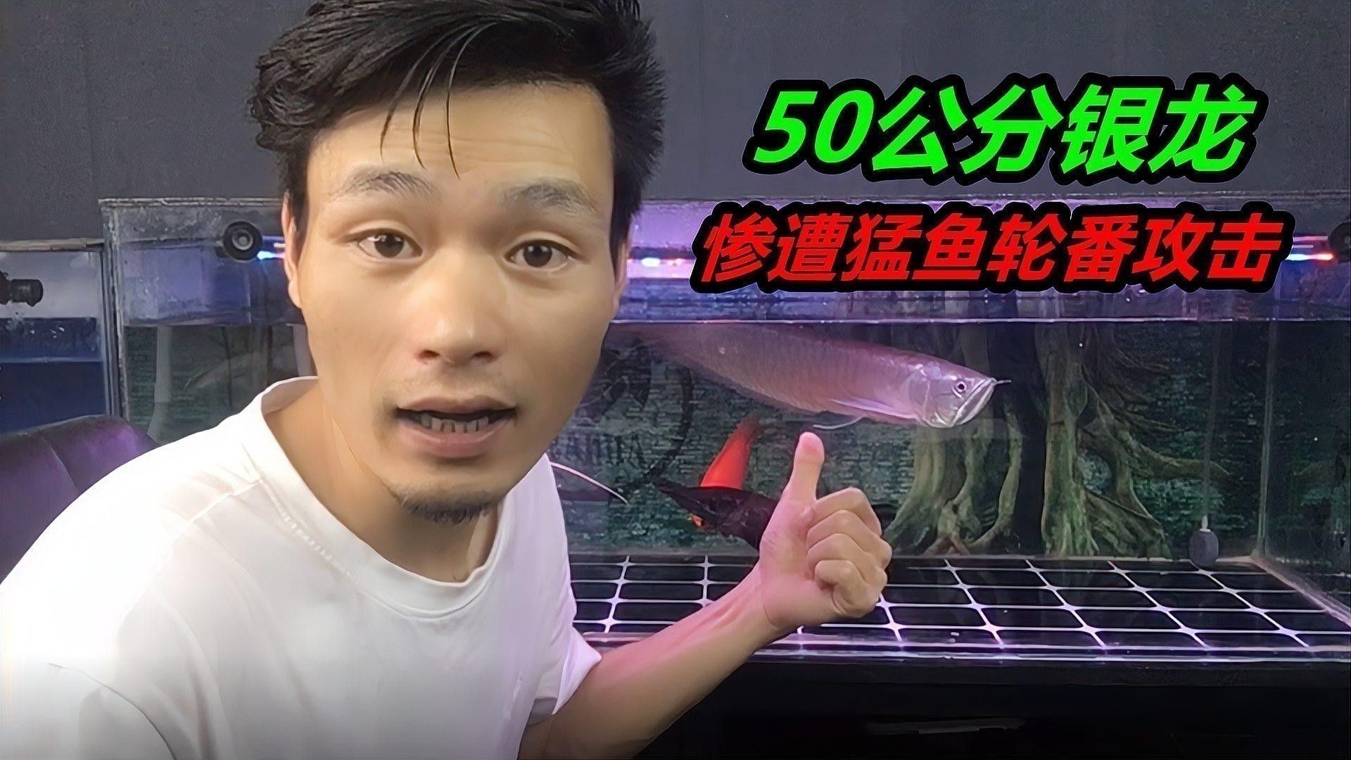 銀龍魚最大有多大