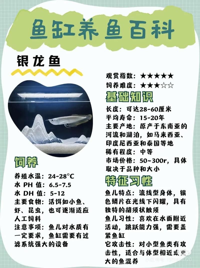 銀龍魚價格多少錢一只可以吃的魚