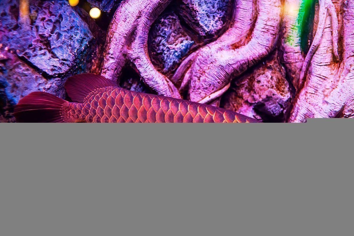 推薦一些適合60厘米魚缸的龍魚品種
