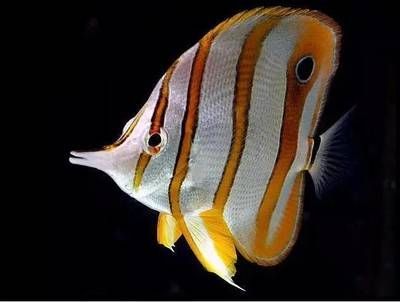 皇家火箭魚水族箱布置技巧：皇家火箭魚水族箱的布置技巧
