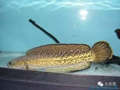 最貴的龍魚多少錢一只：探討最貴的雷龍魚品種排名，巴卡雷龍魚是最貴的一個品種