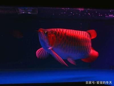 冷凍蝦怎么喂龍魚：喂食龍魚冷凍蝦需要注意以下幾個步驟