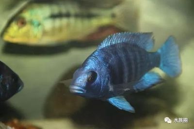 家里養什么龍魚比較好（做生意養什么龍魚好）