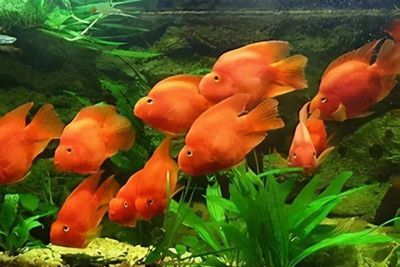 家里養什么龍魚比較好（做生意養什么龍魚好）