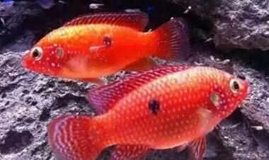 家里養什么龍魚比較好（做生意養什么龍魚好）