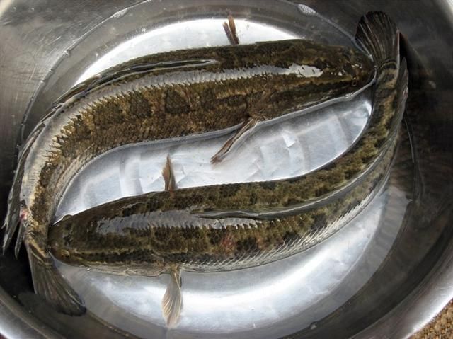 雷龍魚吃法
