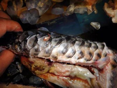 龍魚脊背發黑：龍魚脊背發黑怎么辦