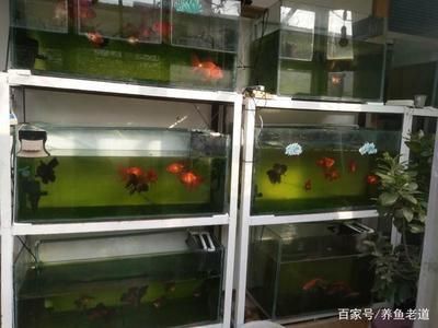 飼養龍魚如何養出好的水呢：養龍魚如何養出好的水，從多個方面進行綜合考慮和管理