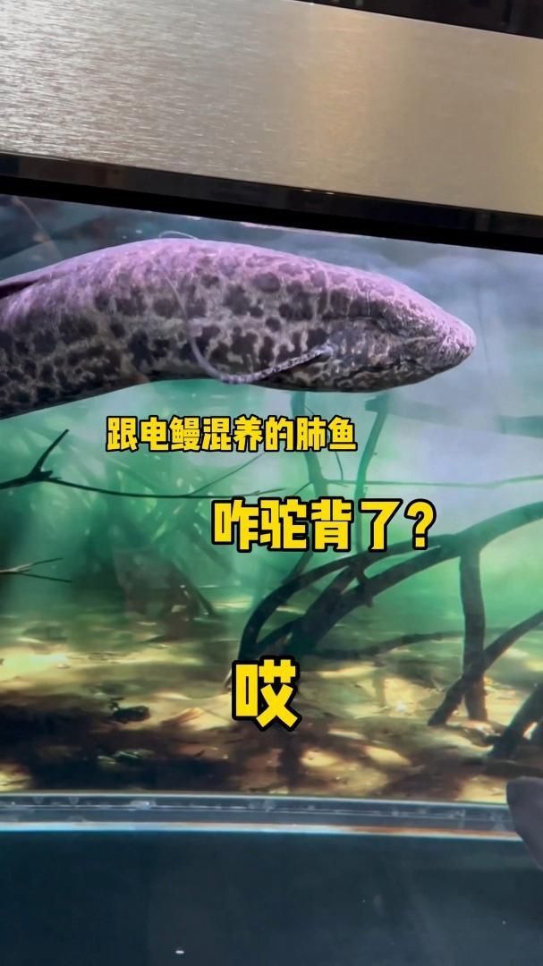 鰻魚能和別的魚混養嗎