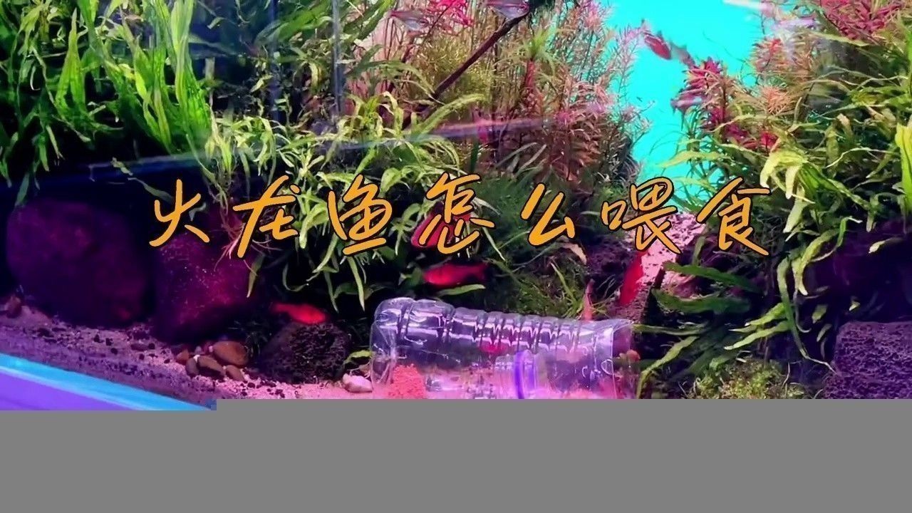 大火龍魚怎么養