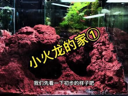 大火龍魚怎么養