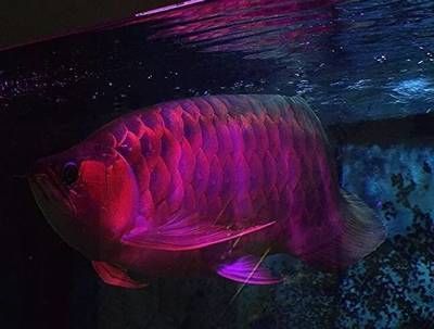 紅龍魚胖好還是瘦好（紅龍魚是胖好還是瘦好）