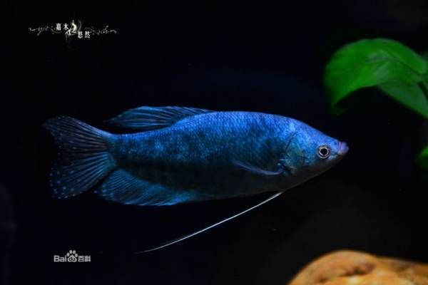 藍(lán)龍魚貴嗎（藍(lán)龍魚市場價格波動原因）